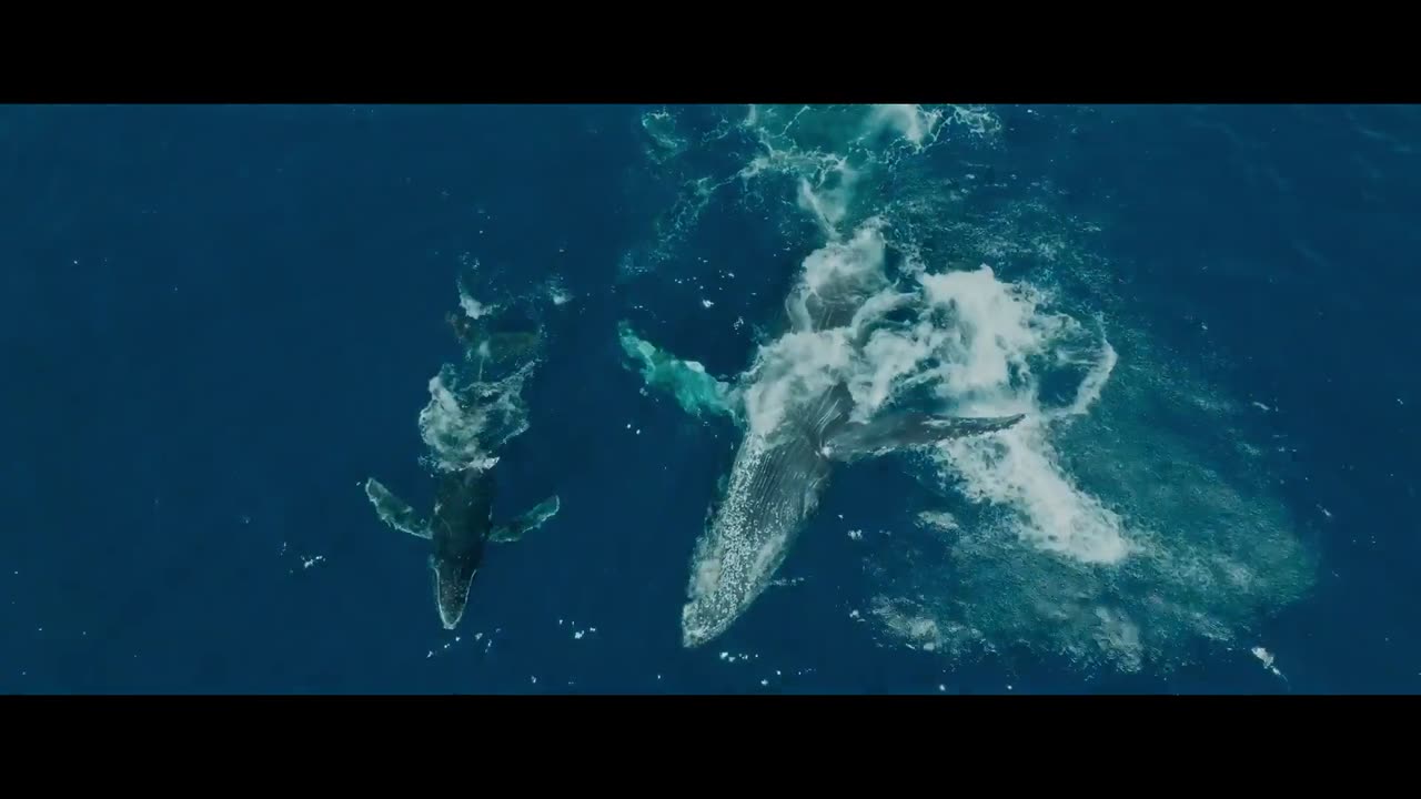 Киты: Стражи планеты Трейлер