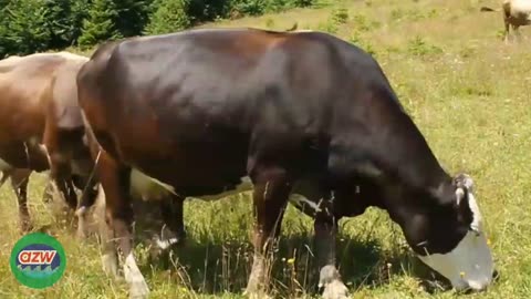 Cows in nature