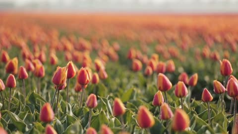 The beautiful sea of flowers brings you good mood