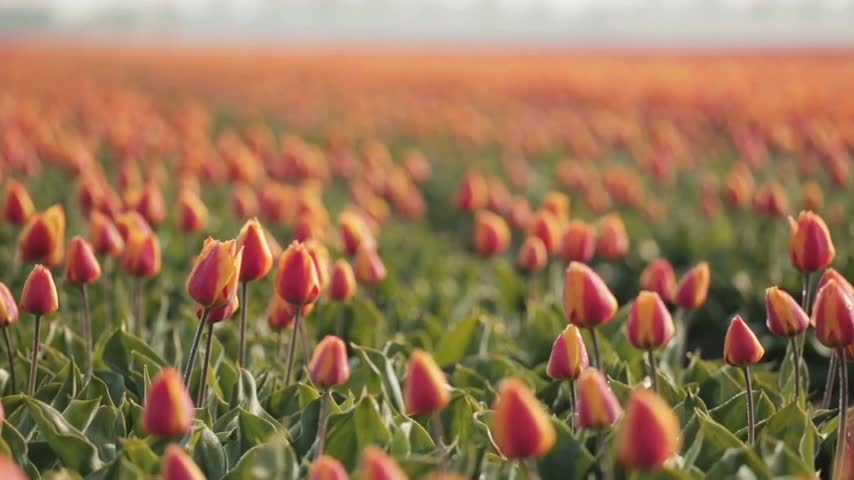 The beautiful sea of flowers brings you good mood