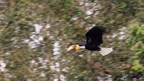 The corolla ruffled hornbill breeding season is upon us again
