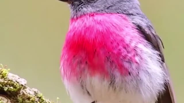 Rainbow bird