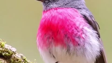 Rainbow bird