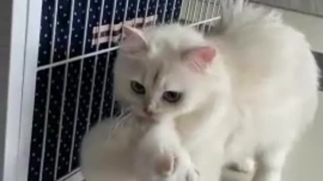 Cute cat playing at ho, Lovely cat funny 6