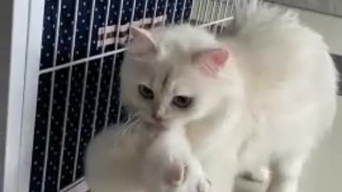 Cute cat playing at ho, Lovely cat funny 6