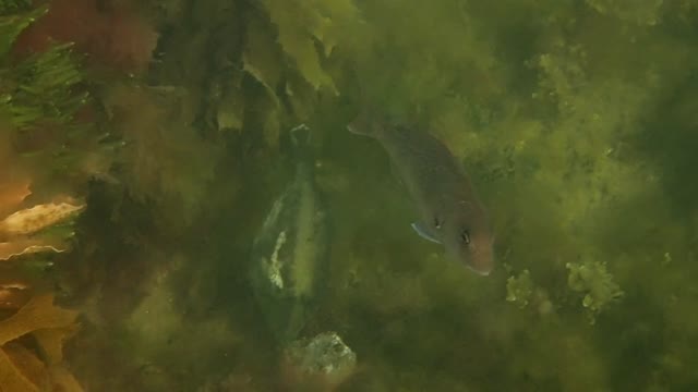 fishy, 2 st ns done_01