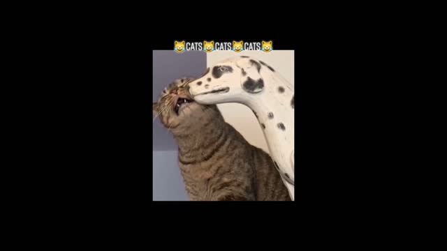 Funny cats videos #3