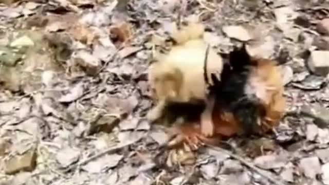 Chicken vs dog fight funny video