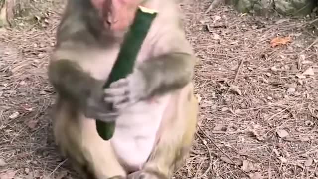 Mama monkey refuses to share the food with the child