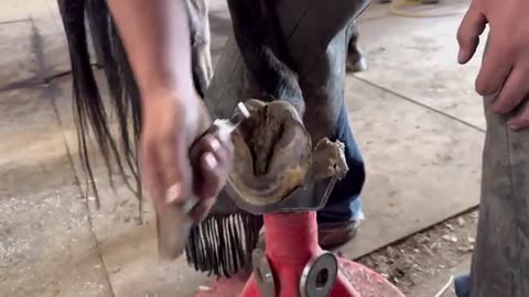 GIANT GAPING HOLE in hoof
