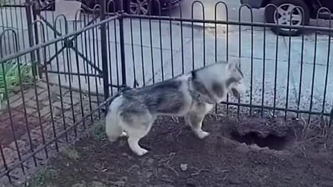 Husky saves the world!!