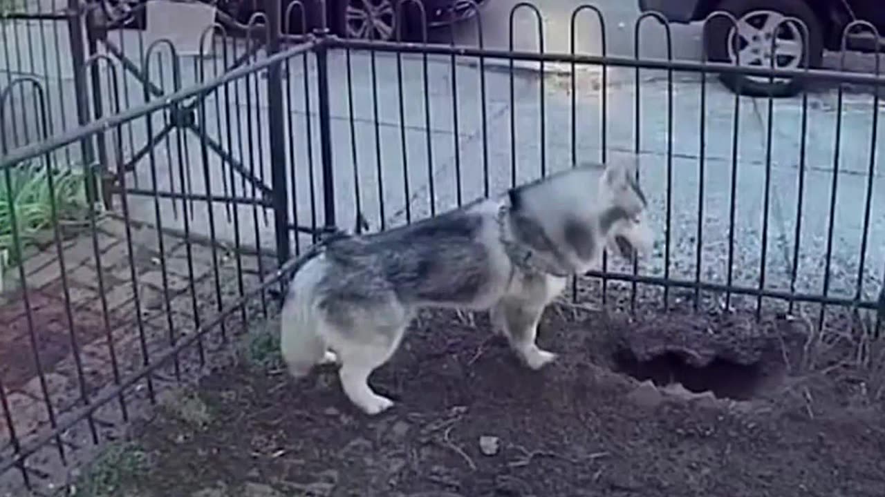 Husky saves the world!!