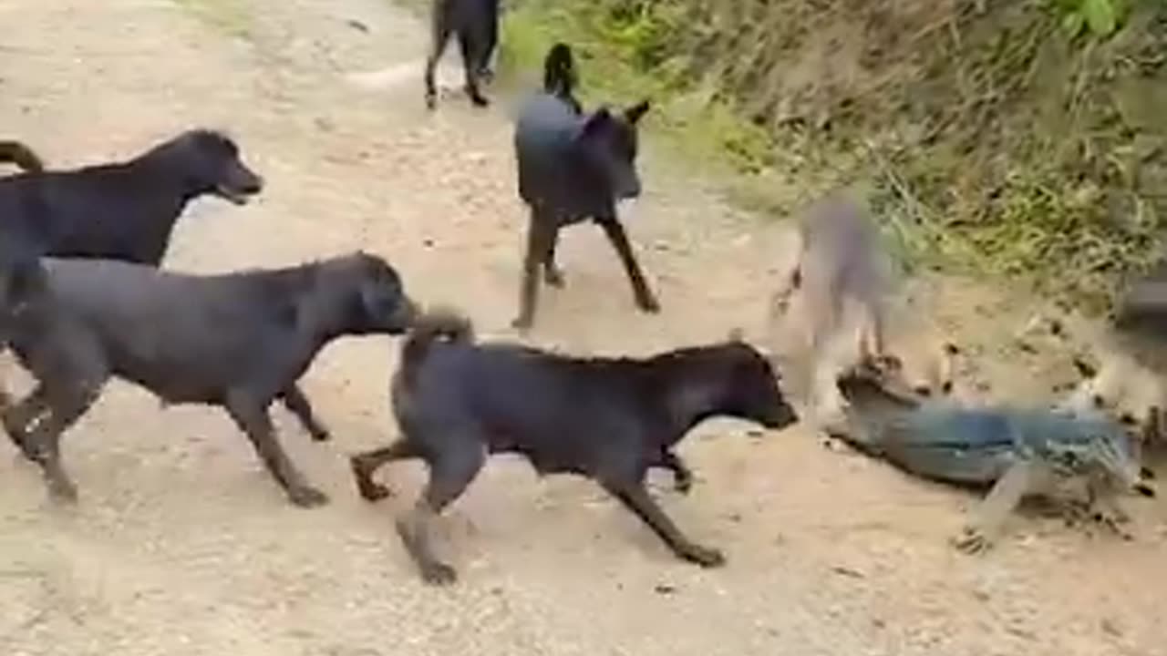 Local domestic dogs attack on leopard