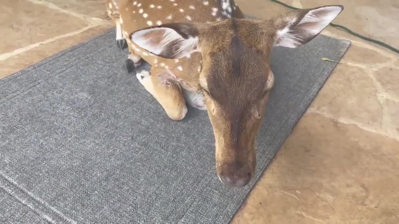 Rescued deer thinks she’s a doggy
