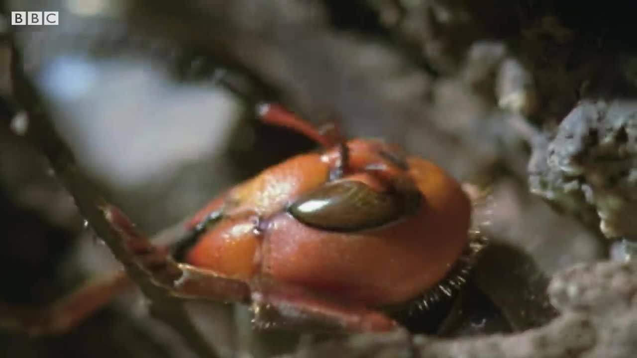 Hornet Queen Murdered By Her Own Daughters | Buddha Bees and The Giant Hornet Queen | BBC Earth