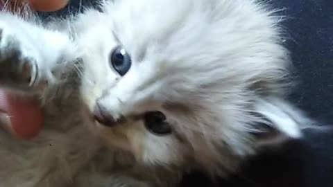 Kitten Lying on a Person's Lap (Cat)