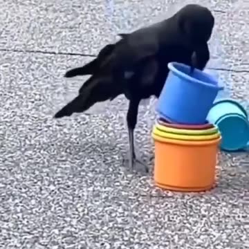 Unbelievable 😱 the crow win the challenge 🤣