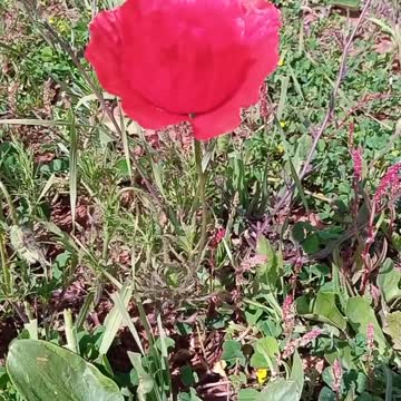 Ait bou Ali tidili massfioua