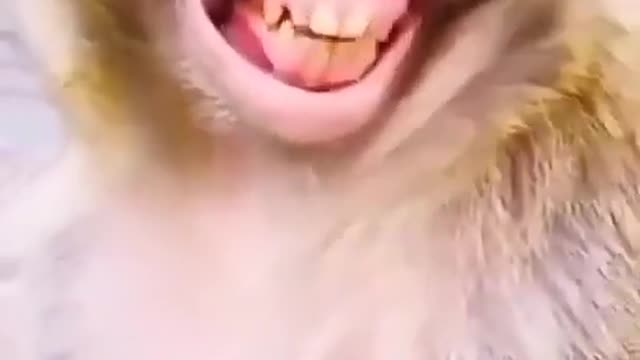 Funny monkey smile