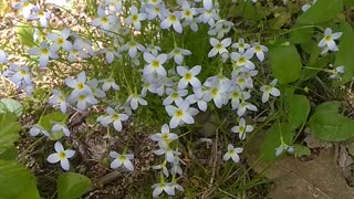 Mayflowers