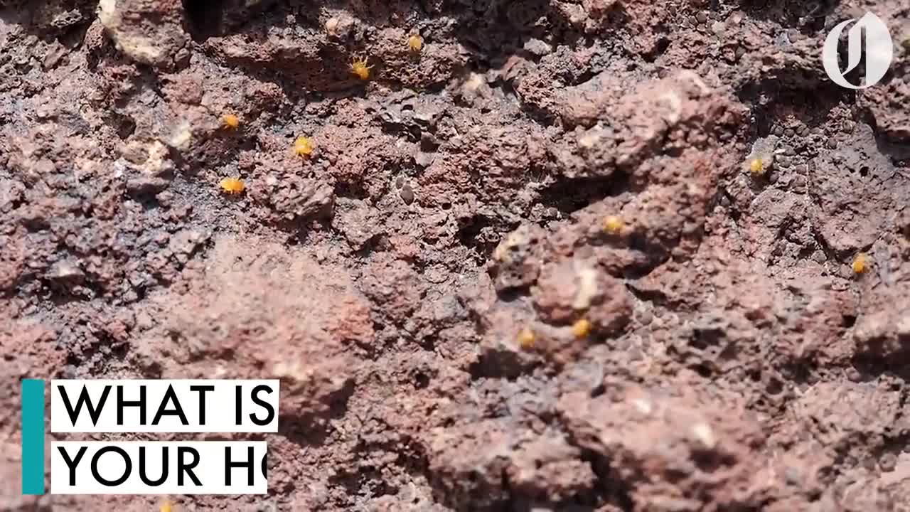 Spiders of Oregon