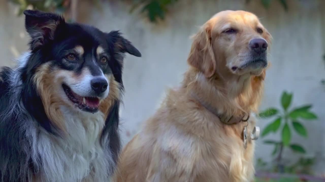 dogsgolden retriever