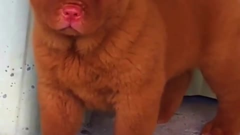 awwwwww the dog is sooooo cute