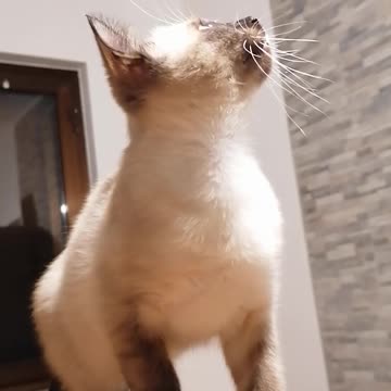 Crazy cat who tries to catch the flies