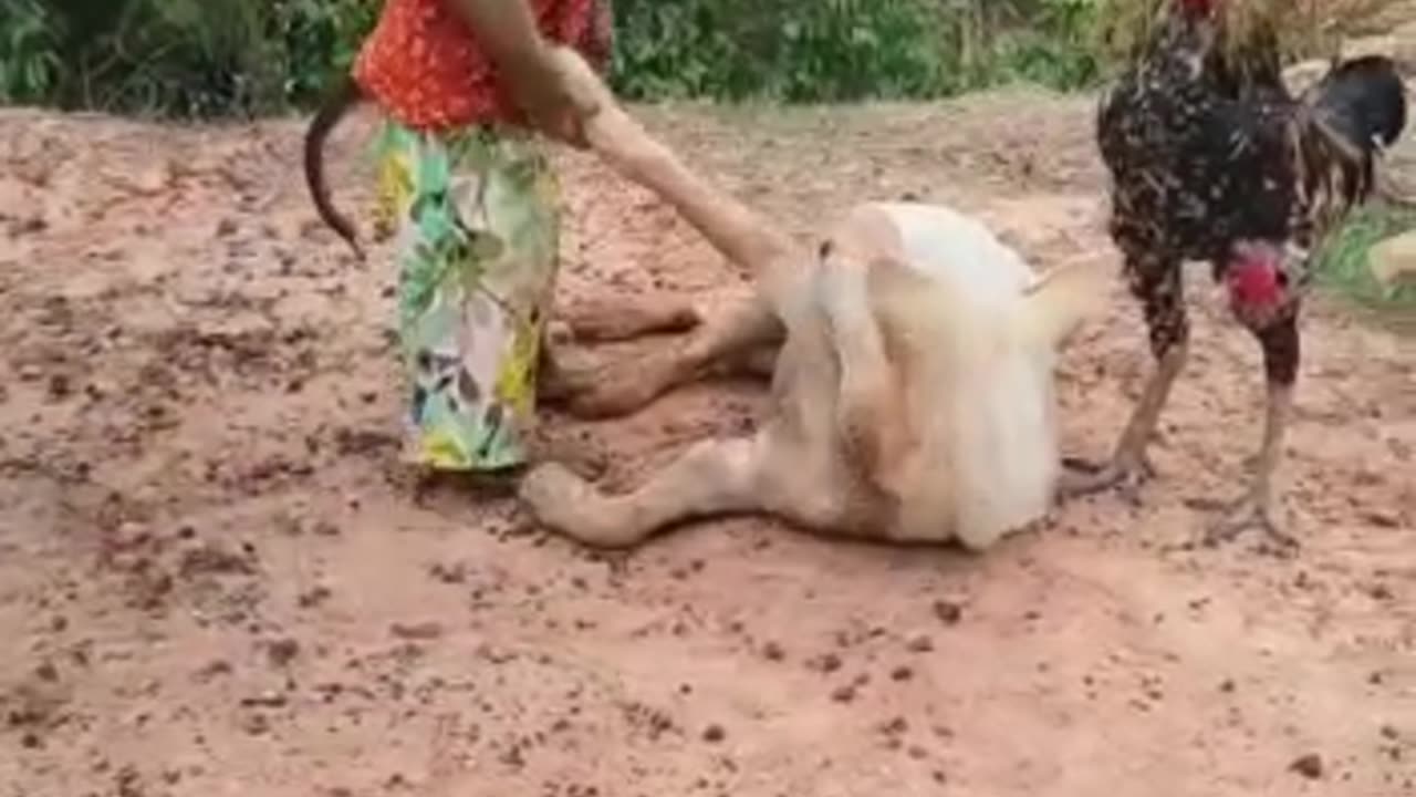 Monkey and Dog video