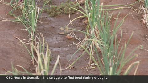 Somalia pushed to the brink of famine
