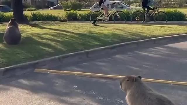 Giant Rodents, Displaced by Wildfires, Invade Argentina Neighborhood