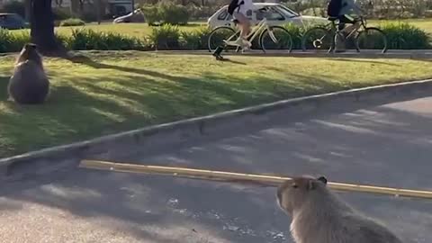 Giant Rodents, Displaced by Wildfires, Invade Argentina Neighborhood