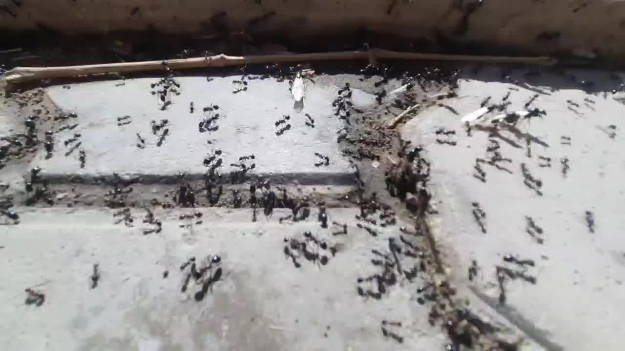 Colony of warts after rain