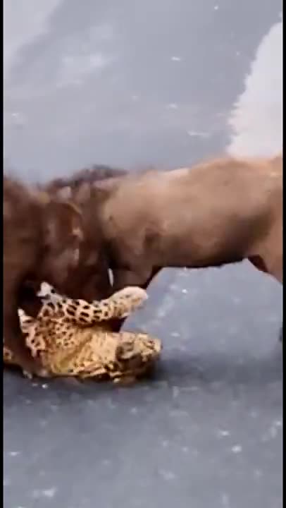 Wild Boar Attack Leopard _ Urban Wildlife _ Kodaikanal road