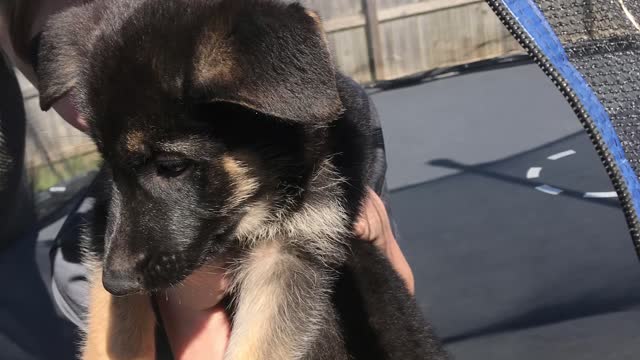 Our German Shepherd, Juliet, when she was a puppy