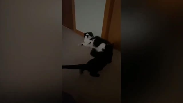 Angry Cat Making Weird Sounds While Fighting | Funny Video