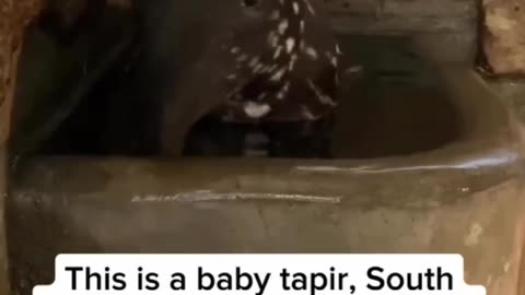 THIS IS A BABY TAPIR~ SOUTH AMERICA’S LARGEST MAMMAL