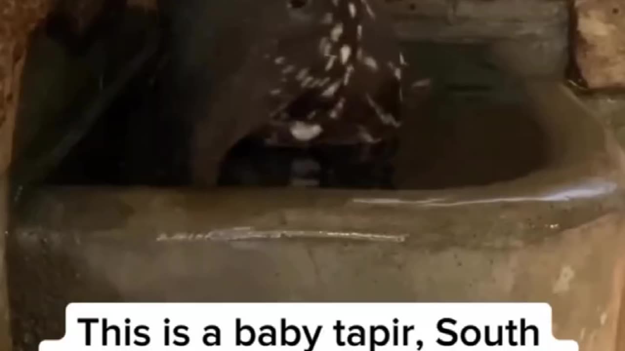 THIS IS A BABY TAPIR~ SOUTH AMERICA’S LARGEST MAMMAL