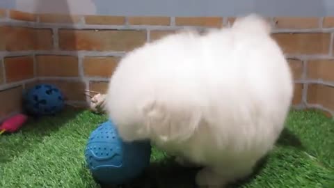 A little puppy 🐶 is playing with a ball 🎈🥰