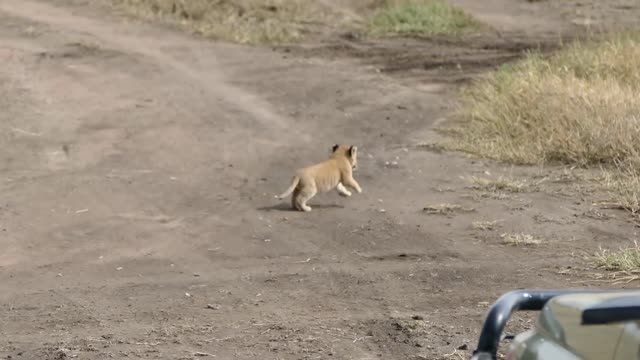 Eating Baby Lion Videos Part-11