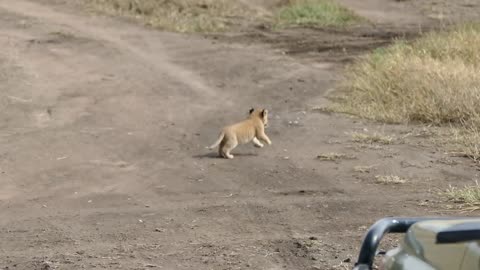 Eating Baby Lion Videos Part-11