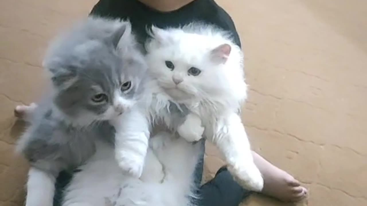 Persian cats