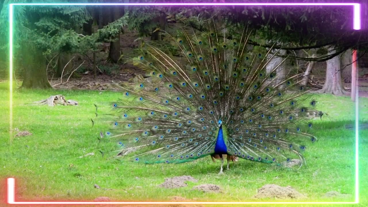 "Peacock's Dance"। ANIMAL GARDEN