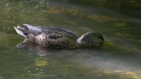Duck Animal Water Bird Water Swim