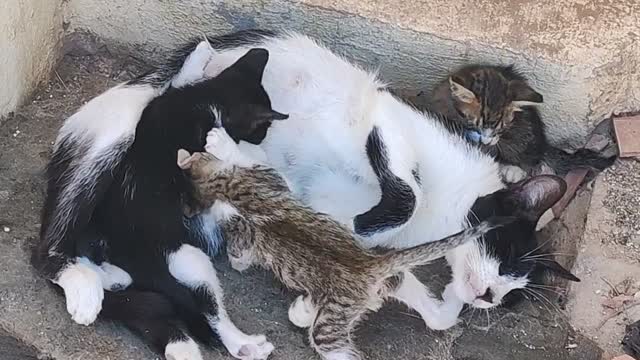 A cat takes care of her children