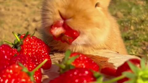 CUTE RABBIT EATING STRAWBERRY