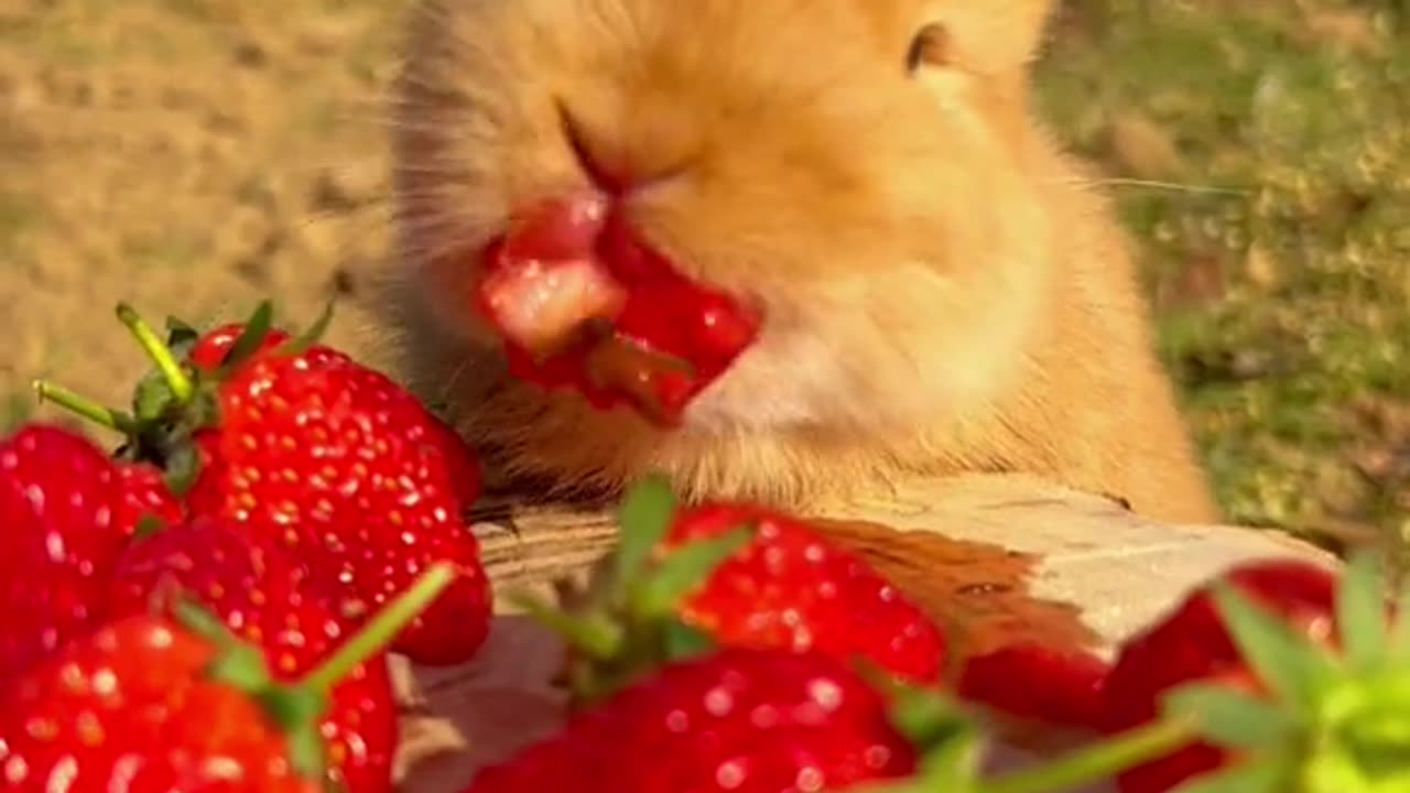 CUTE RABBIT EATING STRAWBERRY