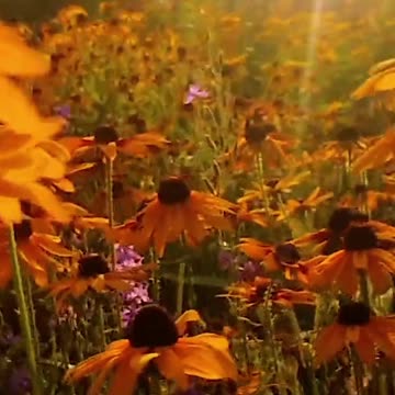 Escape the Stress: How Relaxing This Really Is! Volume 62v3