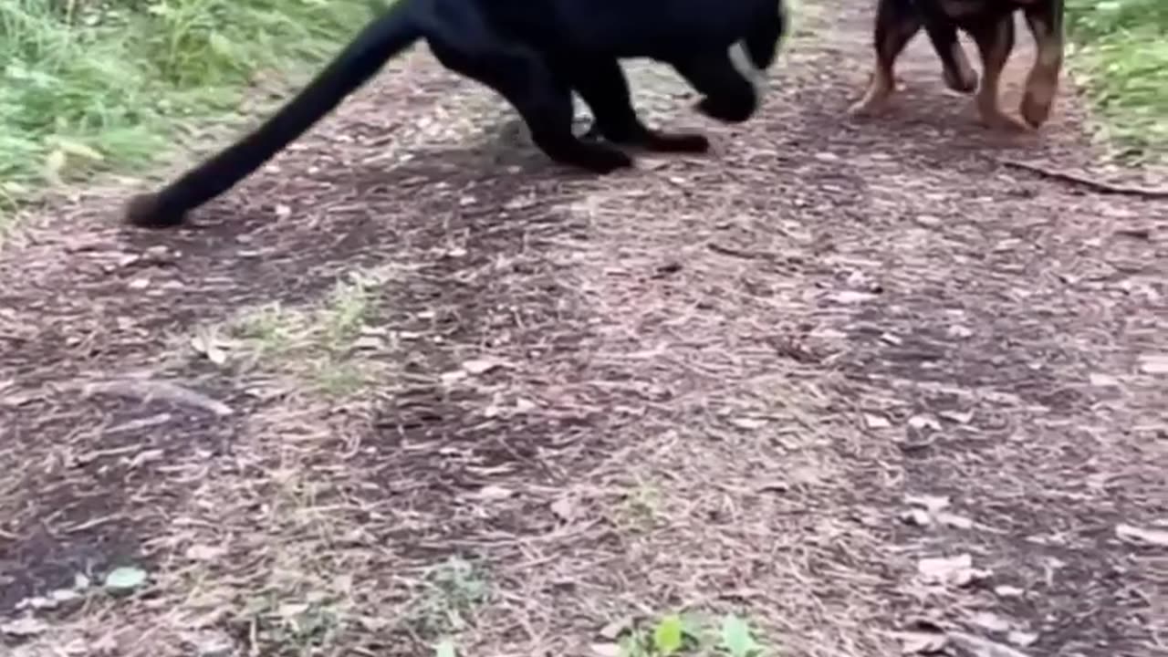 Black tiger dog