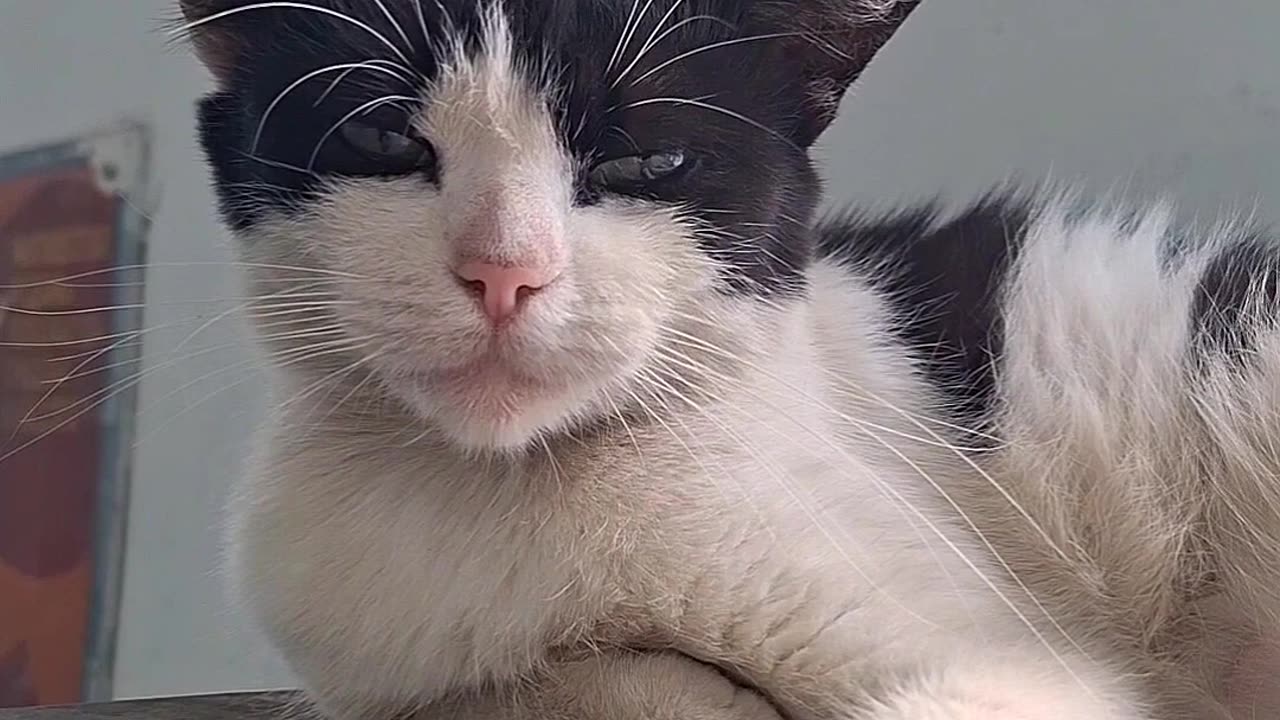 Cat clicks